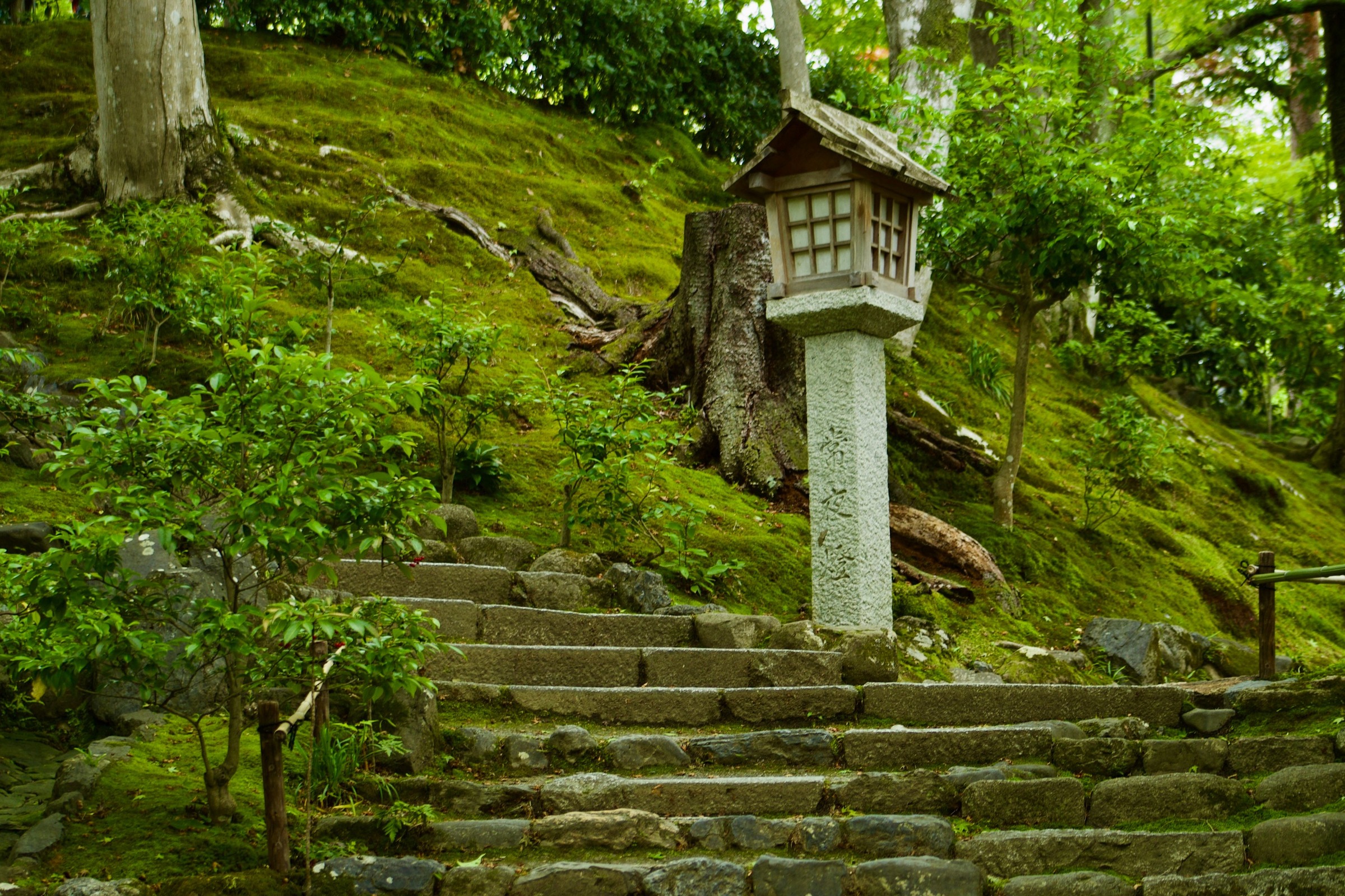 A Kyoto moss garden at first light.