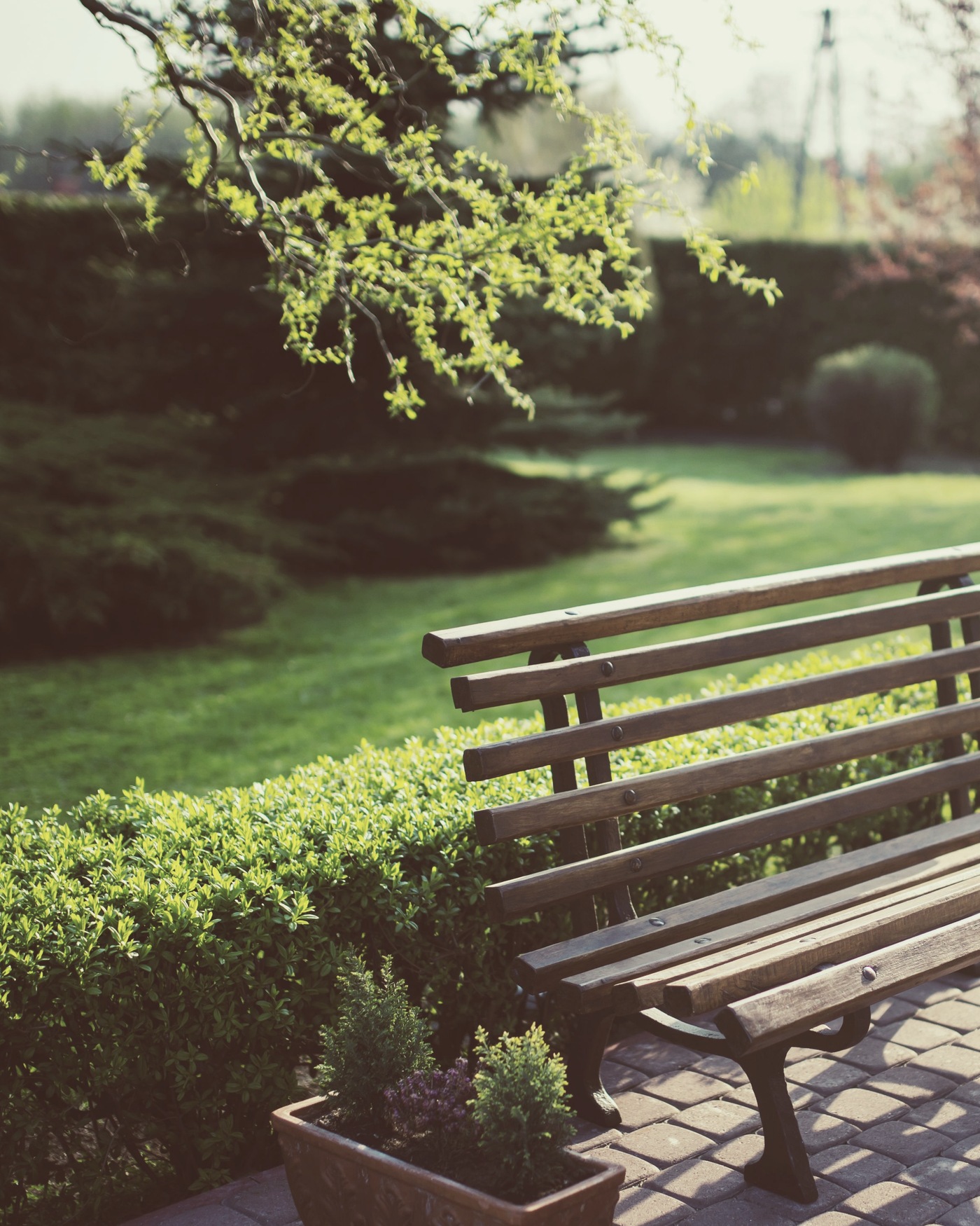An empty bench beside a clipped hedge.